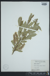 Salix glauca image