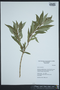 Salix lutea image