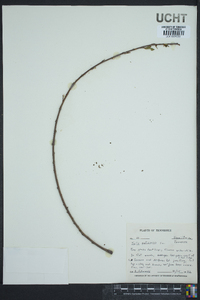 Salix petiolaris image