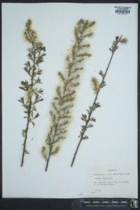 Salix tristis image