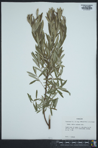 Salix tristis image