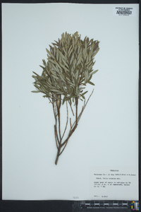 Salix tristis image