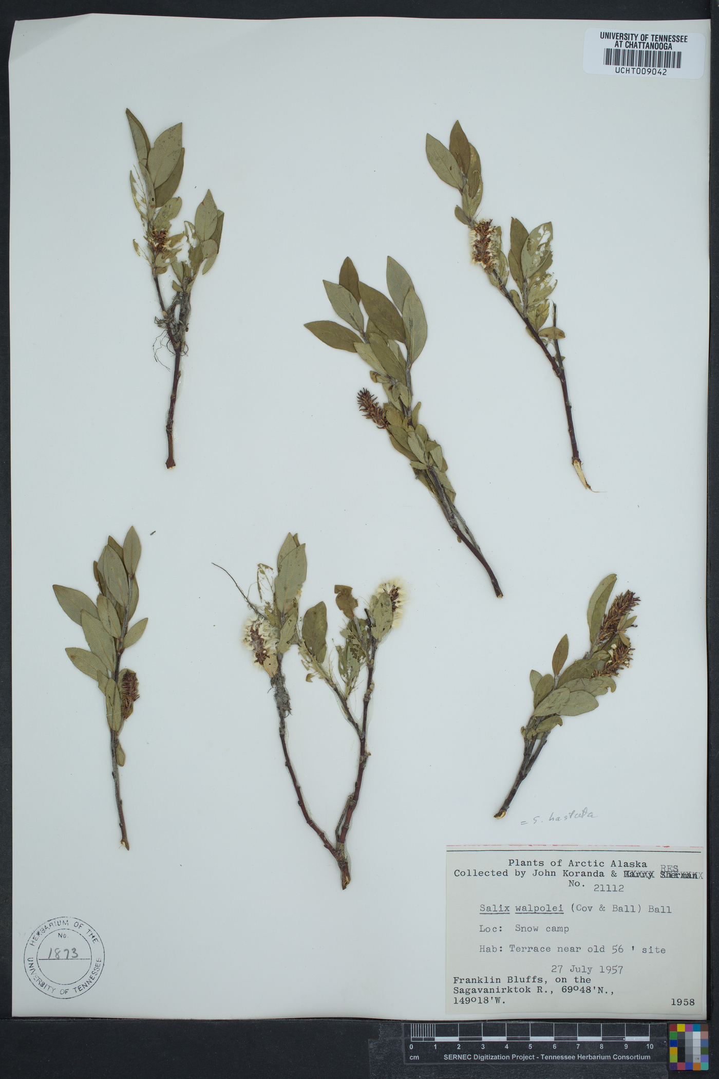 Salix walpolei image