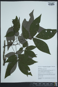 Carya carolinae-septentrionalis image