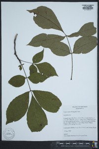 Carya ovalis image