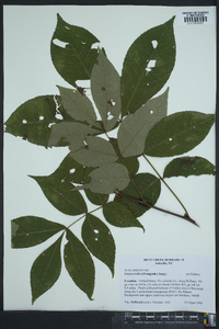 Carya ovalis image