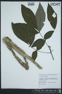 Carya ovalis image