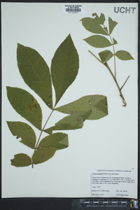 Carya pallida image