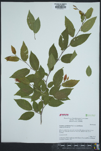 Carpinus caroliniana var. caroliniana image