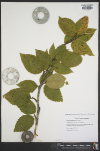 Betula alleghaniensis image