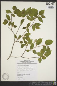 Betula cordifolia image