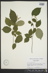 Corylus cornuta image