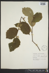 Corylus cornuta image