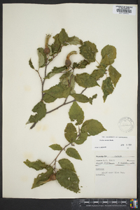 Corylus cornuta image