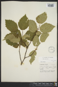 Corylus cornuta image