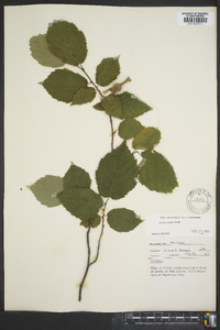 Corylus cornuta image