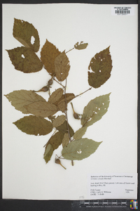 Corylus cornuta image