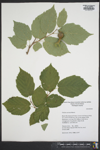 Corylus cornuta image