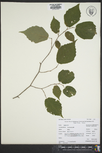 Corylus cornuta image