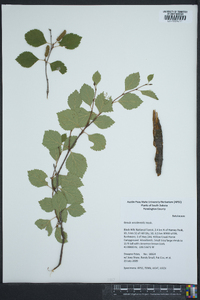 Betula occidentalis image