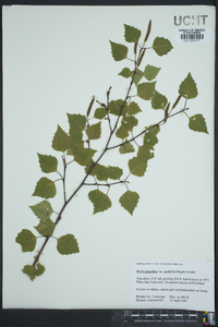 Betula papyrifera image