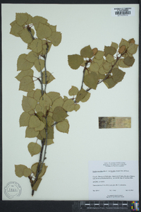 Betula papyrifera image