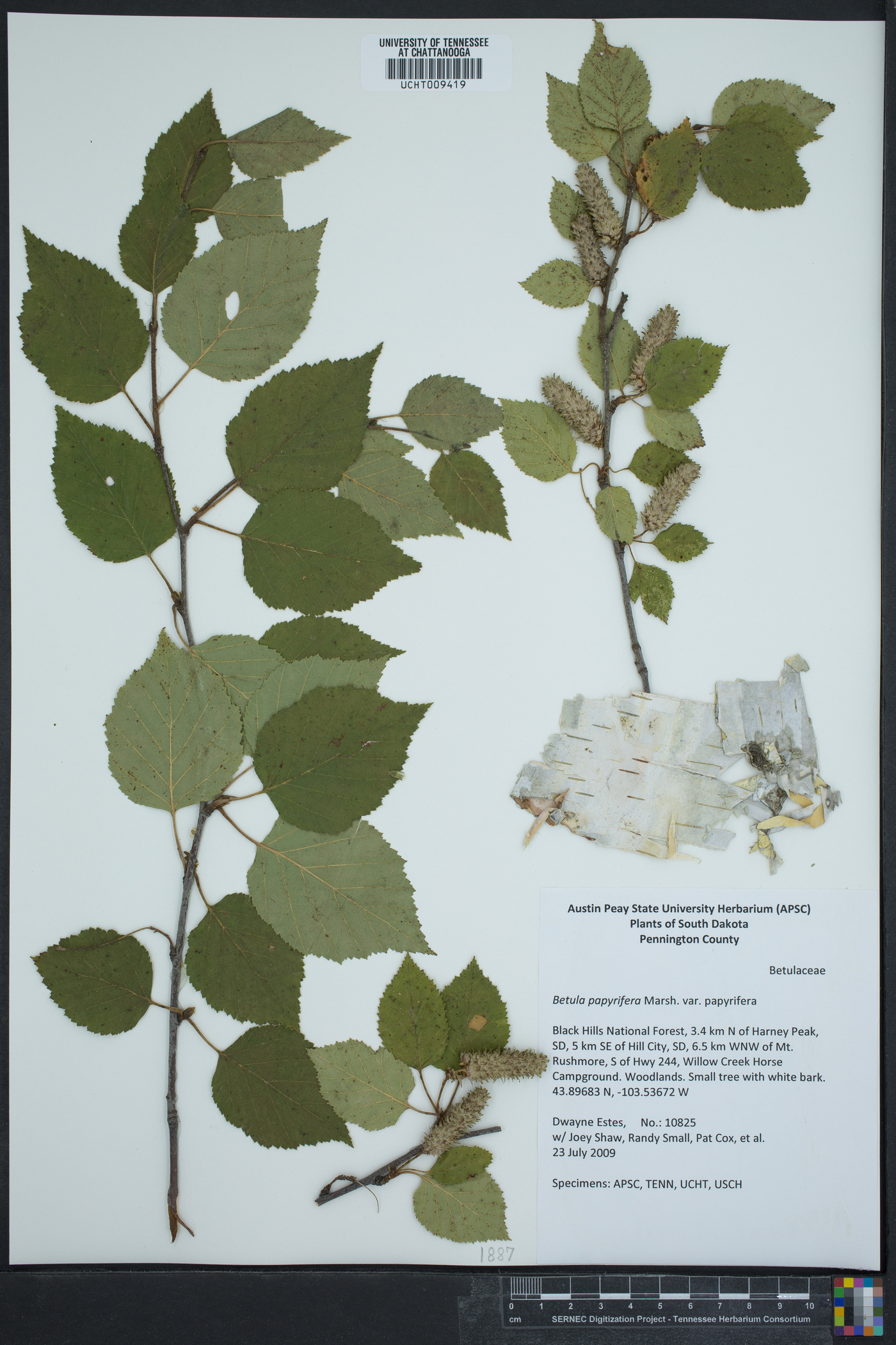 Betula papyrifera var. papyrifera image