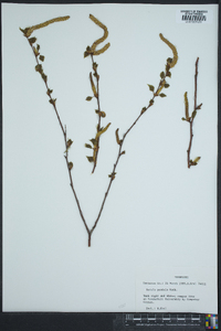 Betula pendula image