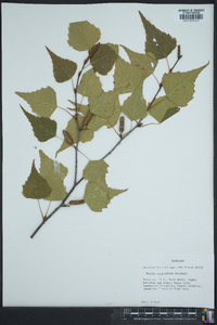 Betula populifolia image