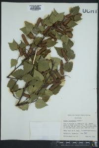 Betula populifolia image