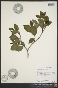 Alnus crispa image