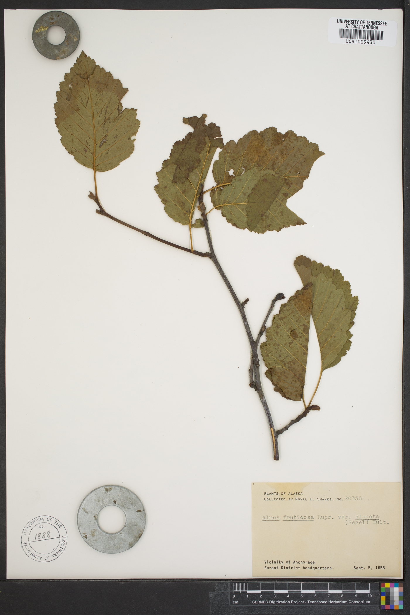 Alnus alnobetula subsp. fruticosa image