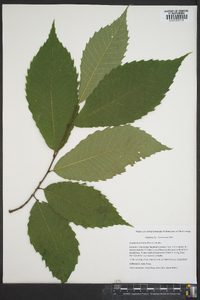 Castanea dentata image