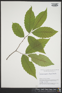 Castanea dentata image