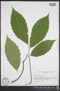 Castanea dentata image