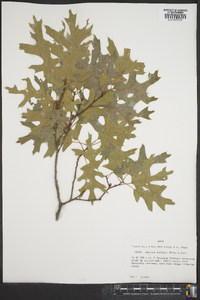 Quercus buckleyi image