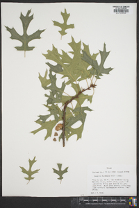 Quercus buckleyi image