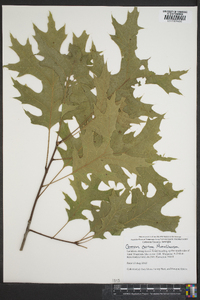 Quercus coccinea image