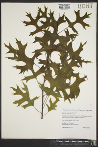 Quercus coccinea image