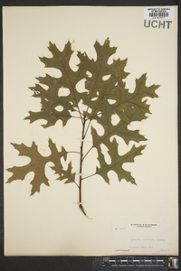 Quercus coccinea image