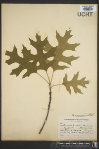 Quercus coccinea image