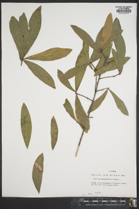 Quercus hemisphaerica image