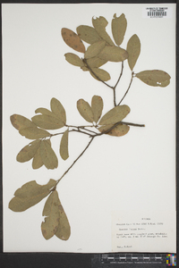 Quercus incana image