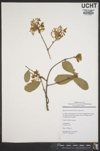 Quercus laurifolia image