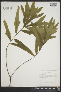 Quercus laurifolia image