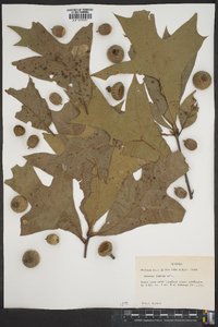 Quercus laevis image