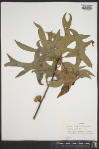 Quercus laevis image