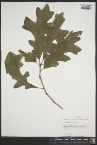 Quercus lyrata image