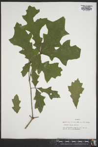 Quercus lyrata image