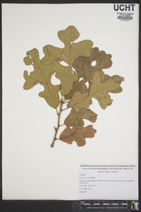 Quercus lyrata image